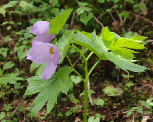 c0144185_0244543.jpg