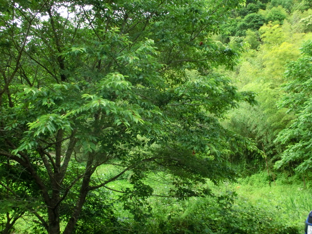 b0203588_19241447.jpg