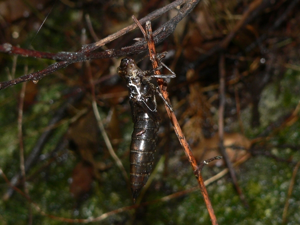 e0002314_2017419.jpg
