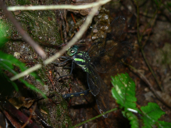 e0002314_20182517.jpg