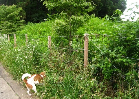 c0084117_21341547.jpg