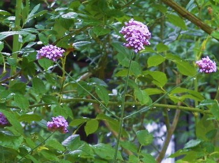 c0204121_6293119.jpg