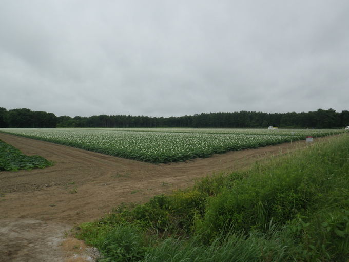 e0026331_854381.jpg