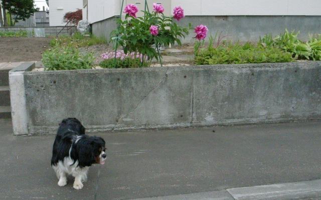 c0051132_20544278.jpg