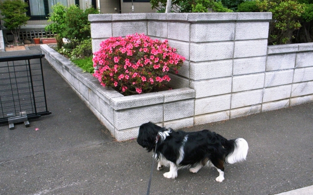 c0051132_2055734.jpg