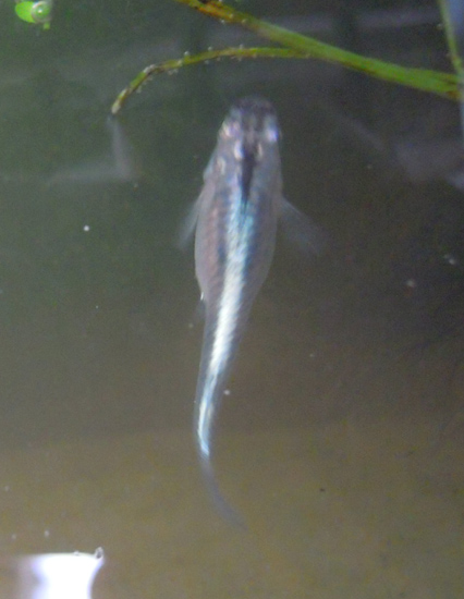 e0097534_1727271.jpg