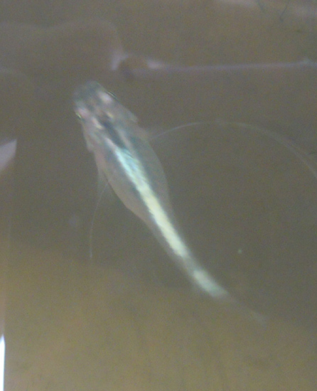 e0097534_1729083.jpg