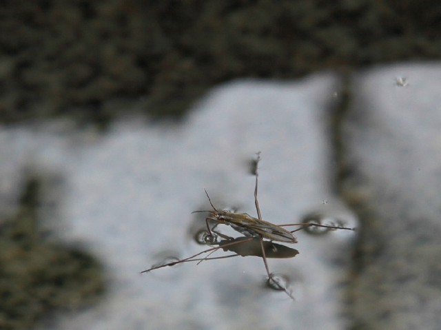 c0125735_1241885.jpg