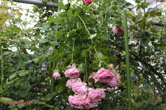 a0249051_1834591.jpg