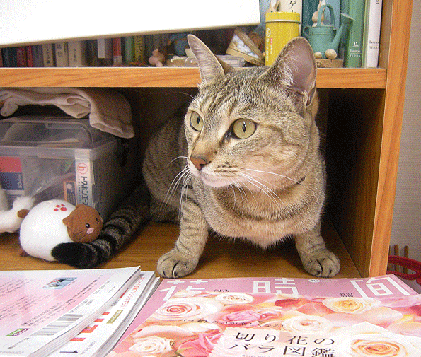 a0001354_21304553.gif