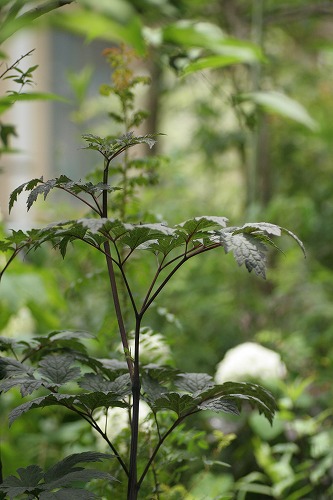 c0186463_16571838.jpg