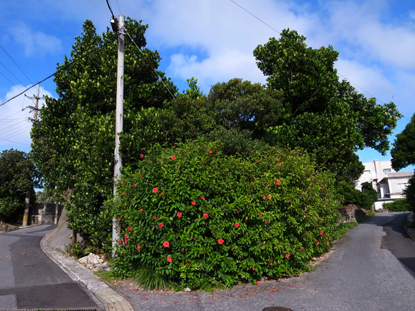 c0048265_20345446.jpg
