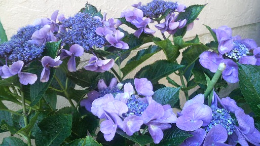 a0252596_9501178.jpg