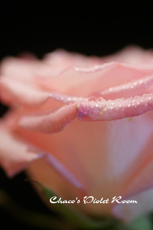 e0245625_1328160.png