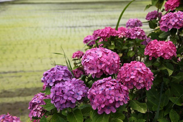 a0242438_21171689.jpg