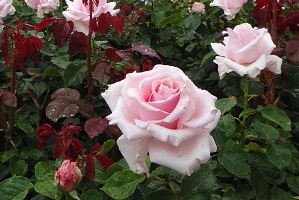 e0238838_652528.jpg