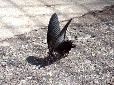 b0019140_141015.jpg