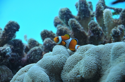 a0182241_20544151.jpg