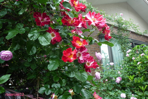 a0249051_18292267.jpg