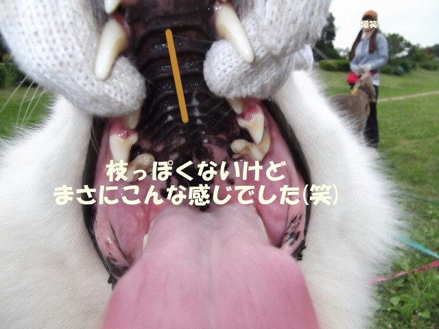 e0176159_1751699.jpg