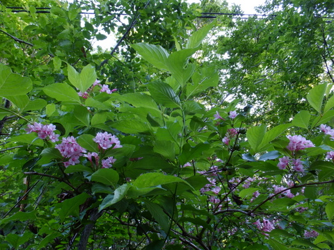 a0043982_18223375.jpg