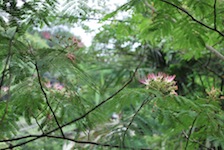 c0189894_10464955.jpg
