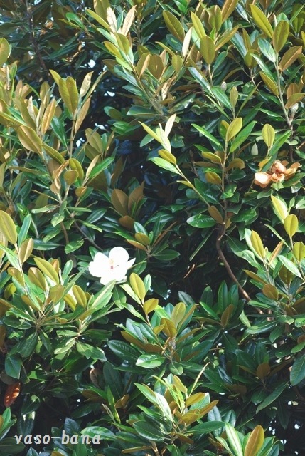 e0025300_14181049.jpg