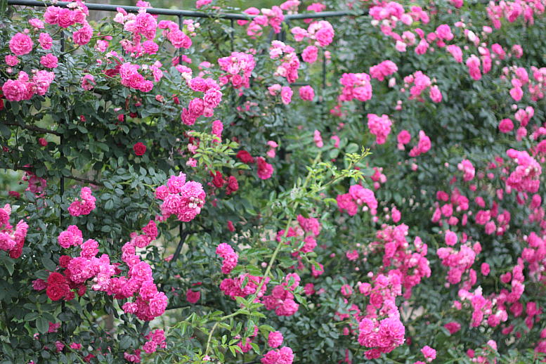 d0166303_23294541.jpg