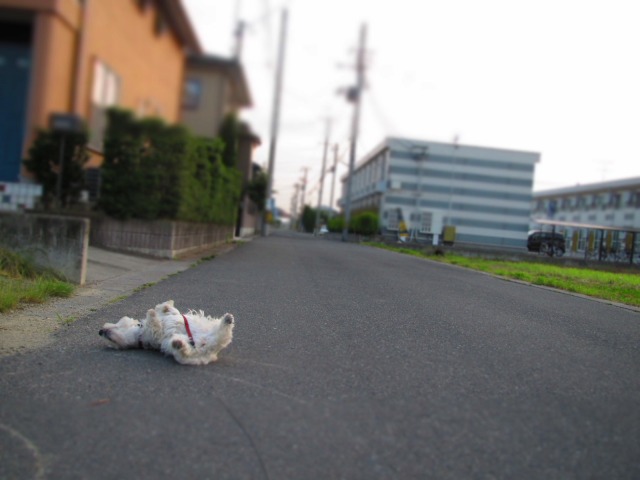 f0039907_15235037.jpg