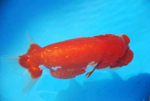 e0075412_624478.jpg