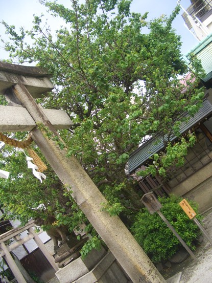 e0033713_1045794.jpg