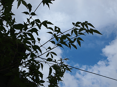 c0103119_10444077.gif