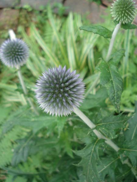 e0110719_11391146.jpg