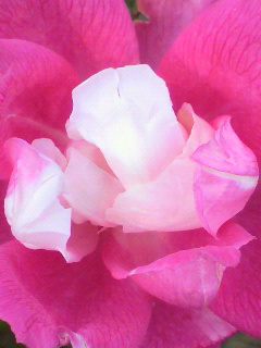 f0036223_814385.jpg
