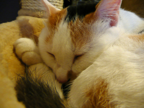 a0278632_21334452.jpg