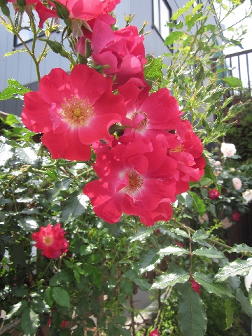 c0234938_1105581.jpg