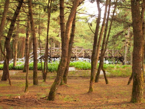 b0199742_20144423.jpg