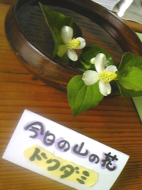 e0118274_2264382.jpg