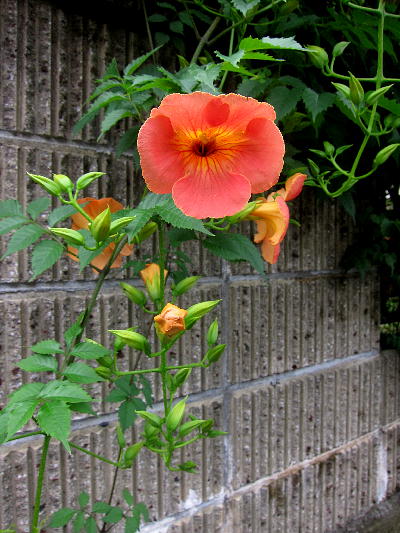 b0171185_20494324.jpg
