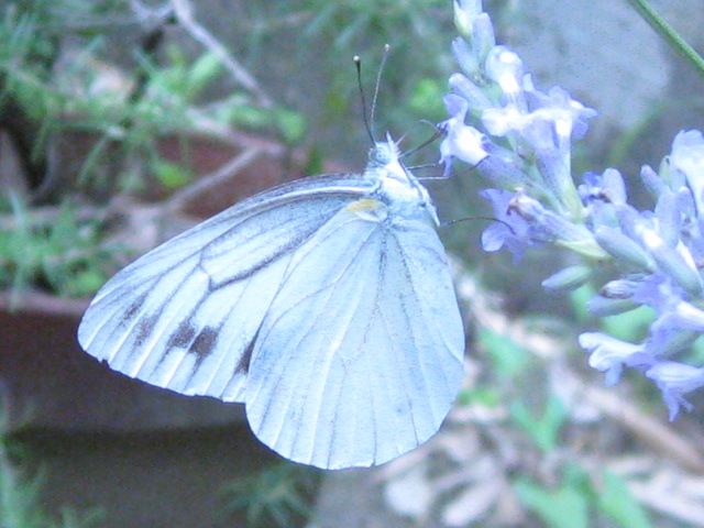 a0249986_2028552.jpg