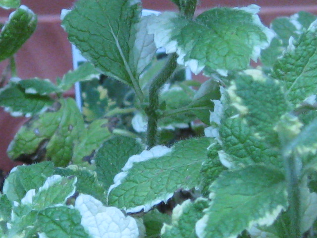 a0249986_20294288.jpg