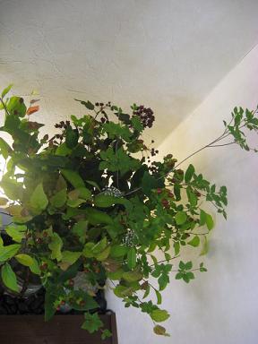 c0178588_10211690.jpg