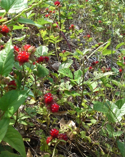 a0031000_11241749.jpg