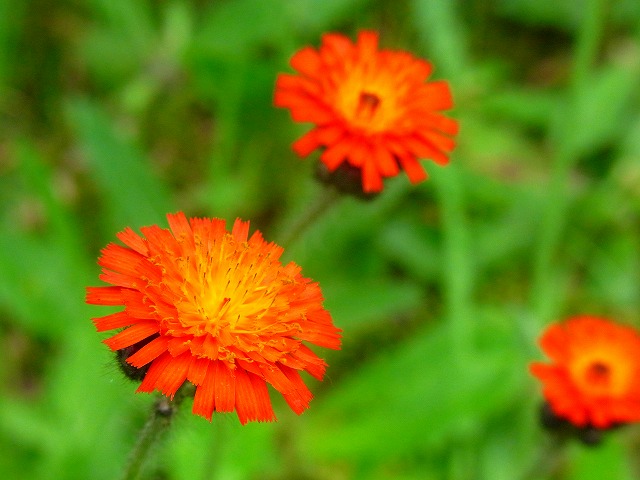 f0157901_11205235.jpg