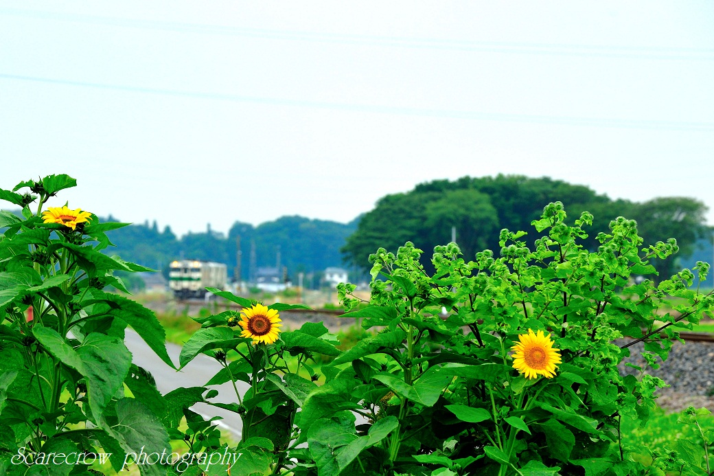 a0255123_082522.jpg