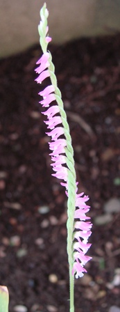 c0039924_2040257.jpg