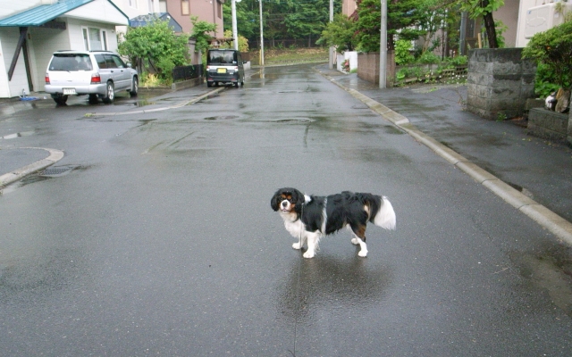 c0051132_20484744.jpg