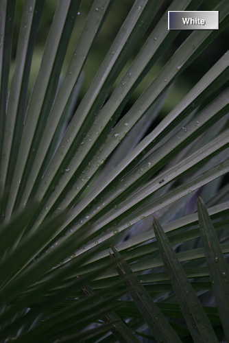 c0227134_1411336.jpg