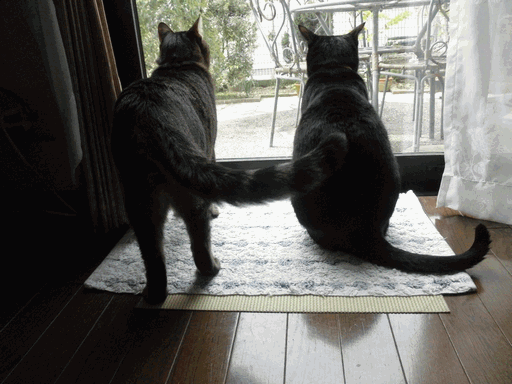 c0136736_10175891.gif