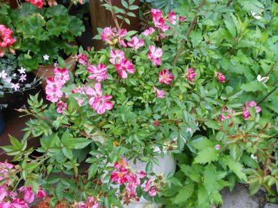 c0195439_0195231.jpg